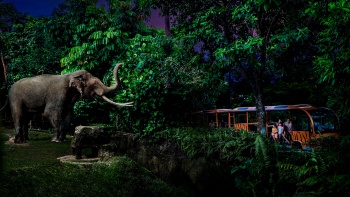 Gehen Sie mit Elefanten auf Tuchfühlung bei der Tram-Fahrt in der Night Safari Singapore.