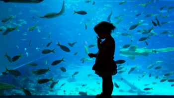Von gefährlichen Haien bis hin zu gefährdeten Arten bietet das S.E.A. Aquarium in Singapur ein unvergleichliches Erlebnis für jedermann.