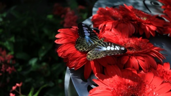樟宜机场蝴蝶花园内红色花丛中的蝴蝶
