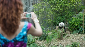 Seorang wanita mengambil foto panda di kandang pasangan Panda yang tersohor di River Wonders Singapura 