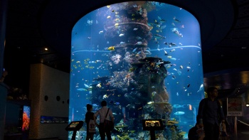 S.E.A Aquarium™（シー・アクアリウム）の水槽の全景