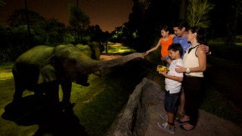 나이트 사파리에서 코끼리에게 먹이를 주는 가족