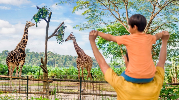 一家人在新加坡动物园观看长颈鹿。