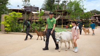 女孩在 Buddy Barn 与兔子互动——新加坡动物园儿童世界体验的一部分