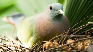 Close up of a green bird nestled in twigs and greens