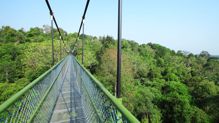 Brave the tree tops at Macritchie Nature Trail & Reservoir Park