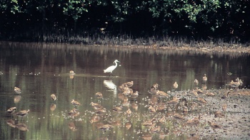 双溪布洛湿地保留区内迁徙鸟类的广角镜头