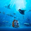 A family admiring sea creatures at the S.E.A Aquarium™