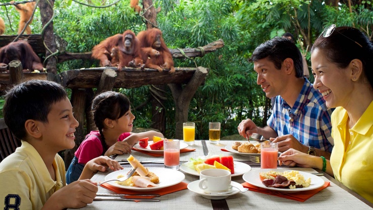 Family dining with orangutans in Singapore Zoo