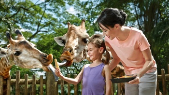 小孩在新加坡动物园亲手喂食长颈鹿
