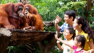 ครอบครัวที่มีสมาชิกสี่คนกำลังทักทายอุรังอุตังที่ Singapore Zoo