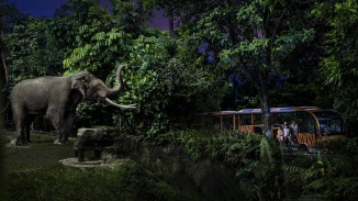 Gia đình có hai con đang tương tác với một bé voi ở Vườn Thú đêm Night Safari