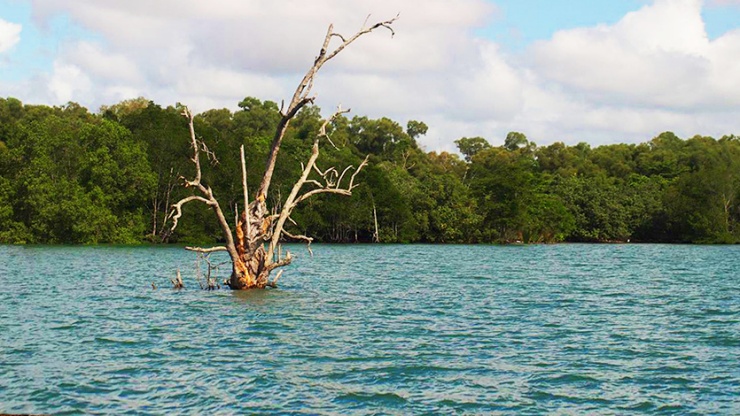 Hình chụp góc rộng một cái cây ngập dưới nước ở khu Chek Jawa