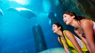 女游客正在新加坡河川生态园的亚马逊水下森林区中观赏海洋生物